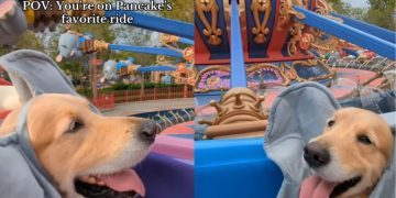 Golden Retriever Enjoys Favorite Amusement Park Ride
