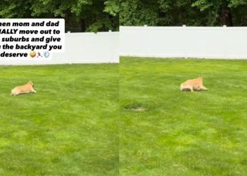 Dog Has Best Day Ever Exploring a Huge New Backyard