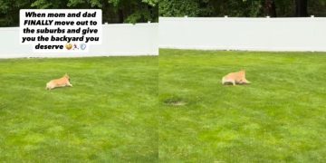 Dog Has Best Day Ever Exploring a Huge New Backyard
