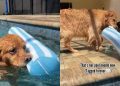 Dog Loves To Hold on To Tag of ‘Pool Noodle’ While Swimming
