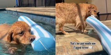 Dog Loves To Hold on To Tag of ‘Pool Noodle’ While Swimming