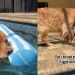 Dog Loves To Hold on To Tag of ‘Pool Noodle’ While Swimming