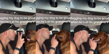 Golden Retriever Couldn’t Care Less About Dad’s Rules at Grandma’s
