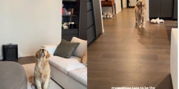 This Golden Retriever Never Seems To Miss a Catch