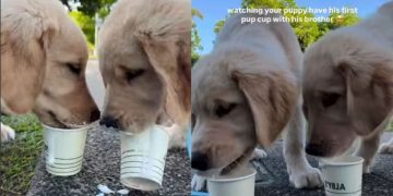 Puppy & Furry Brother Try Pup Cups for First Time & Love It