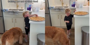 Dog Finds Perfect Partner in Crime as Little Boy Sneaks Her Food