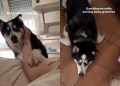 Protective Husky Has Become Pregnant Owner’s Constant Shadow