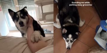 Protective Husky Has Become Pregnant Owner’s Constant Shadow