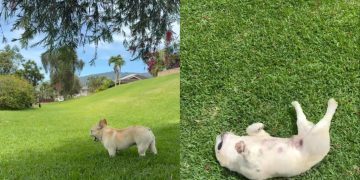 Dog Enjoying Refreshing Nature Is One for Books