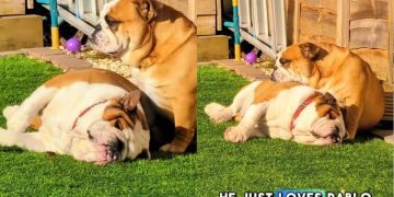 Dogs Absolutely Love to Bask in Sun Together