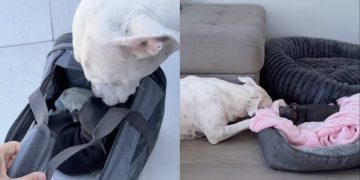 Dog Meets Little Puppy & Two Very Different Journeys Finally Become One