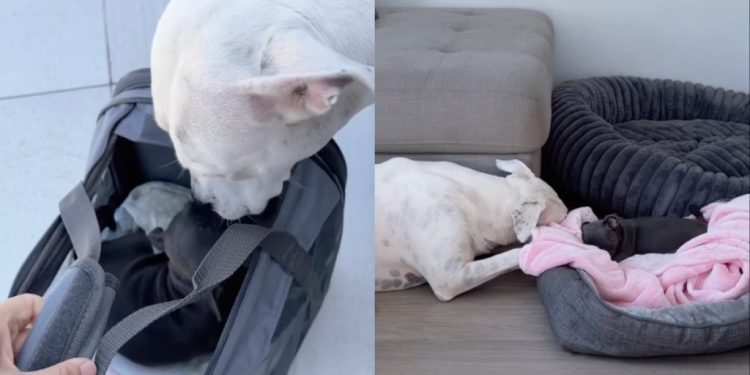 Dog Meets Little Puppy & Two Very Different Journeys Finally Become One
