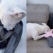 Dog Meets Little Puppy & Two Very Different Journeys Finally Become One