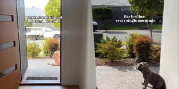 Dog Becomes the Reason Little Girl Sits Outside the House Every Morning