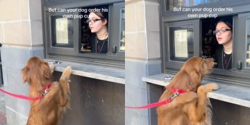 Golden Retriever Successfully Orders His Own Pup Cup