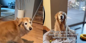 Golden Retriever’s ‘Senior Dance’ Wows the Internet