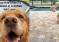 Senior Golden Retriever Gets Pool Promised to Her Years Ago
