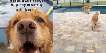 Senior Golden Retriever Gets Pool Promised to Her Years Ago