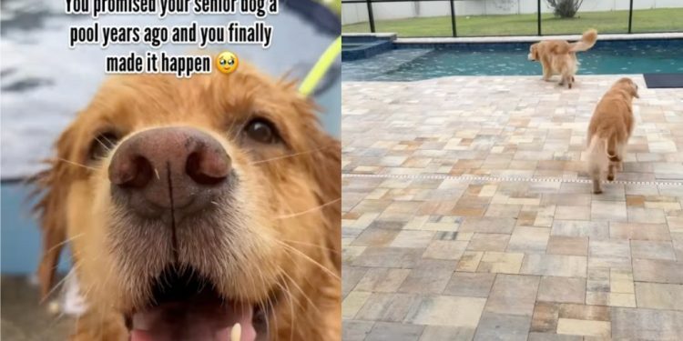 Senior Golden Retriever Gets Pool Promised to Her Years Ago