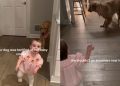 Golden Retriever Once Afraid of Baby Girl Now Shares Gentle Bond With Her