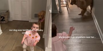 Golden Retriever Once Afraid of Baby Girl Now Shares Gentle Bond With Her