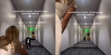 Dog Reunites With Mom After a Month, but Pauses Before Running to Her