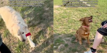 Senior Rescue Dog Goes Years Without Playing, Then Watches & Learns Fetch