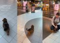 Tiny Dog Has Best Reaction When She Picks up Dad From Airport