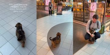 Tiny Dog Has Best Reaction When She Picks up Dad From Airport