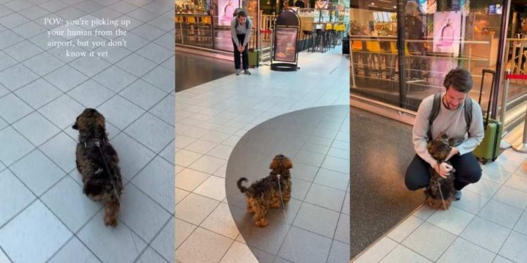 Tiny Dog Has Best Reaction When She Picks up Dad From Airport