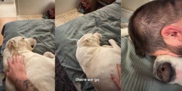 Dog Appears a Bit Unimpressed After Dad ‘Saves’ Her Life