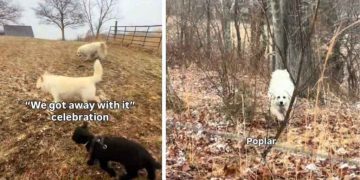 2 Dogs & a Lamb Join Forces for Misadventures on Their Farm