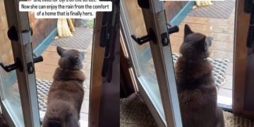 Rescue Dog Once Lived on Streets Now Enjoys Rain From a Home That’s Her Own