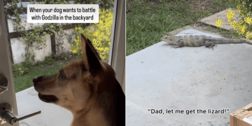Rescue Dog Thinks He Can Take on a Lizard, Dad Disagrees