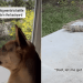 Rescue Dog Thinks He Can Take on a Lizard, Dad Disagrees