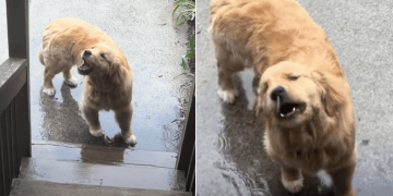 Golden Retriever Has a Strategy to Catch Raindrops