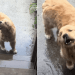 Golden Retriever Has a Strategy to Catch Raindrops
