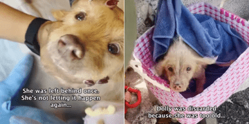Dog ‘Discarded’ for ‘Too Old’ Now Has a Forever Home Ready for Her