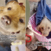 Dog ‘Discarded’ for ‘Too Old’ Now Has a Forever Home Ready for Her
