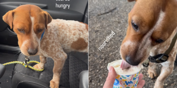 Abandoned Rescue Dog Shakes in Fear Until She’s Home, Feeling Loved & Safe