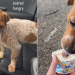 Abandoned Rescue Dog Shakes in Fear Until She’s Home, Feeling Loved & Safe