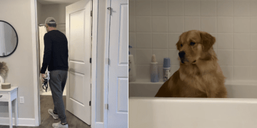Golden Retriever Loves Sitting in Bathtub Just To Reflect