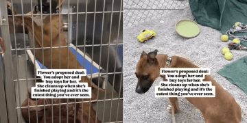 Shelter Dog up for Adoption Understands Toys Are Too Valuable, So She Does This