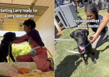 Shelter Dog Spends Day With New People, Not Knowing He’s Found Forever Family