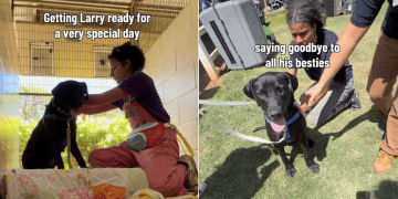 Shelter Dog Spends Day With New People, Not Knowing He’s Found Forever Family