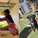 Shelter Dog Spends Day With New People, Not Knowing He’s Found Forever Family