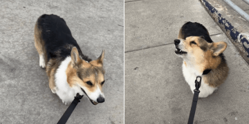 Corgi’s Perfect Firetruck Impression Has the Internet Obsessed