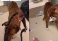Shelter Dog Barks in Fear When He Sees Leash, but Still Takes Treats & Shows Trust