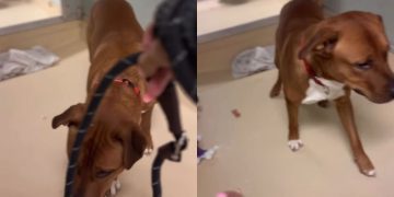 Shelter Dog Barks in Fear When He Sees Leash, but Still Takes Treats & Shows Trust
