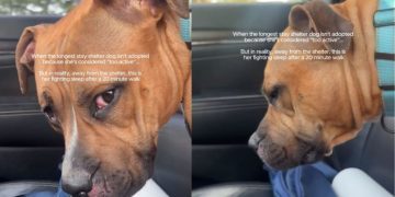 Shelter Dog Isn’t Adopted Yet for Being ‘Too Active’ Only Wants Company